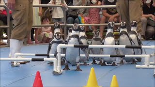 ペンギン散歩TOBAリンピックVersion@鳥羽水族館