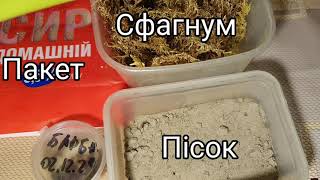 Стратифікація насіння