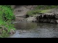 the sound of a river that makes you sleepy in 10 minutes the voice of a bird study sleep asmr