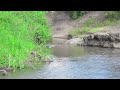 the sound of a river that makes you sleepy in 10 minutes the voice of a bird study sleep asmr