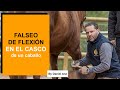 Falseo de flexión en el casco de un caballo