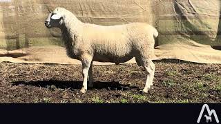 Lot 3 - Sheepmaster AW Composite - The Cliffs Ram Sale - 25/09/24