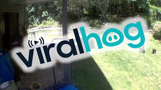 Mama Bear Returns to Backyard with Three Tiny Cubs || ViralHog