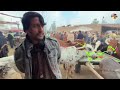 saifan maweshi mandi peshawar new updates 2025 bulls price 2025 eid ul azha khyber social tv