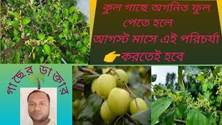 ছাদবাগানে কিভাবে কুল গাছে বেশি ফুল হবে||How to get more flowers of kul tree in the roof garden..