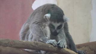 ワオキツネザル　那須どうぶつ王国へ行って来ました！　2017年2月4日