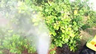 Awesome #How to spray on cashew trees#handyman.