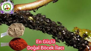 Kimyasal içermeyen en güçlü böcek ilacı🦟Yaprak Bitleri 1 dakikada yok oluyor🦟Karıncalar Asla Gelmez🐜