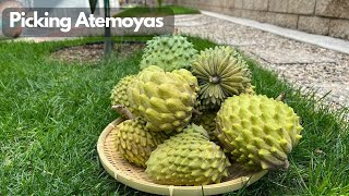 Harvesting Atemoyas - Lindstrom, Geffner and African Pride