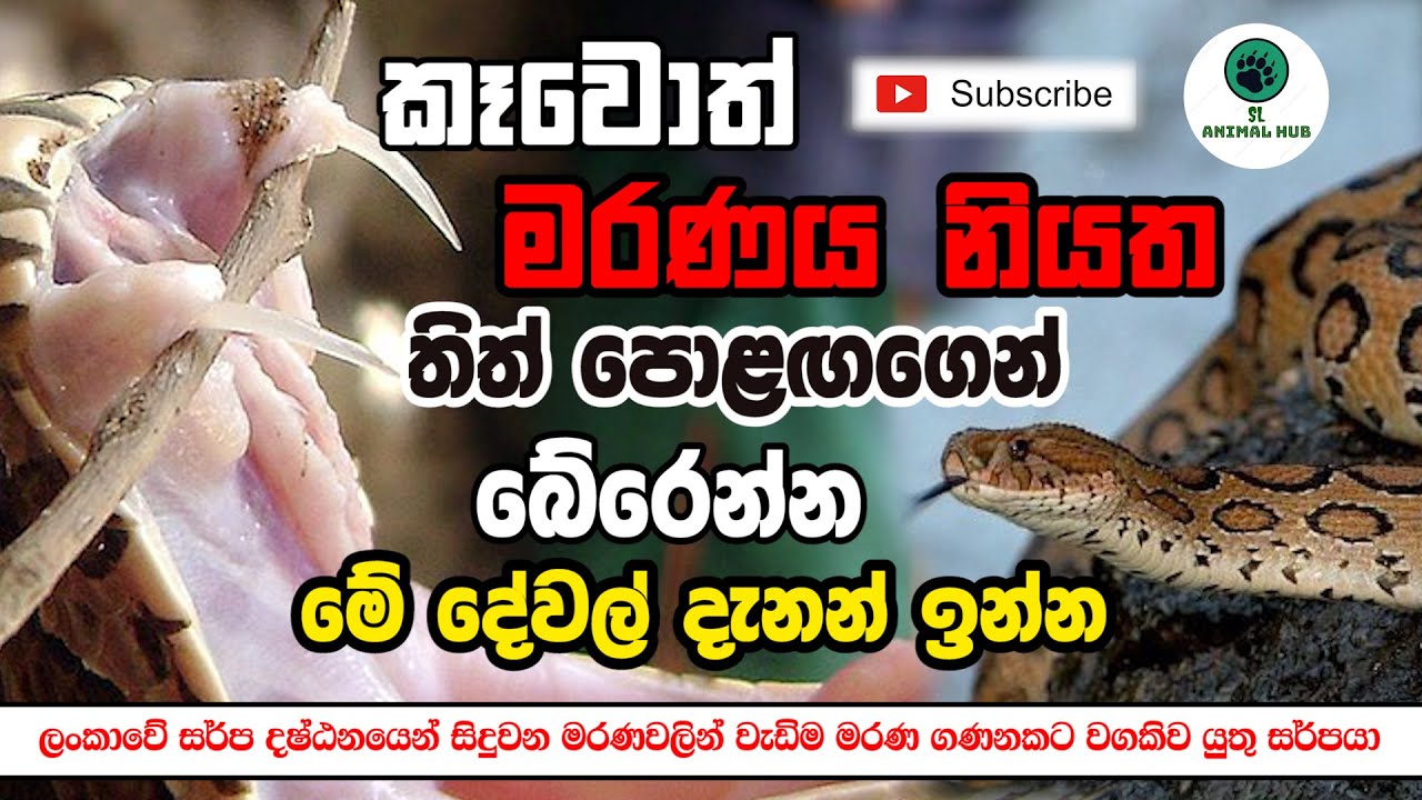 තිත් පොළගා | THITH POLAGA | RUSSELL VIPER | VIPERS | VIPER SNAKES | SRI ...