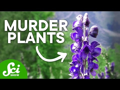 What flowers can kill you?