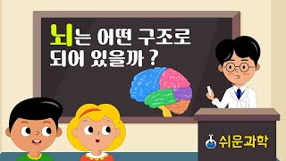 [쉬운과학] 뇌는 어떤 구조로 되어 있을까?