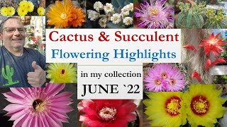 My Cactus \u0026 Succulent Flowers - Highlights JUNE '22 #cactusbloom #cactusflower #cacti #succulentcare