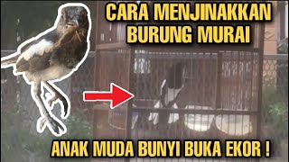 Cara Menjinakkan Burung Murai Kampung - Cara Menjinakkan Kacer Trotolan - Chòe Than Hót