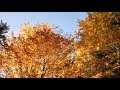 relaxing nature sounds autumn forest tranquility birds singing fall colours sleep u0026 relax 8 hrs