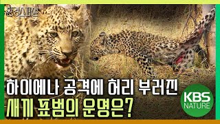 하이에나 공격에 허리 부러진 새끼 표범의 운명은? [야생여정-오카방고의 지배자] / KBS 20180929 방송