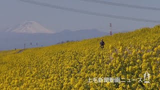 利根川沿いに黄色く菜の花　伊勢崎