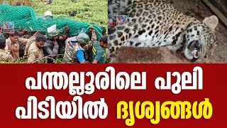 പന്തല്ലൂരിലെ പുലി പിടിയില്‍ ദൃശ്യങ്ങള്‍ | Malayalam News | Gudalur |