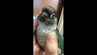 ウロコインコ：チビハルTwitter動画～165