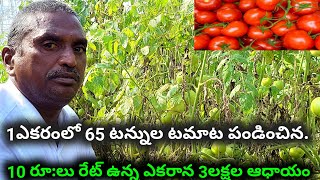 Tamata Cultivation In Telugu|Tomato Crop|How To Cultivation Tamata|టమాట సాగు|టమాట పంట.