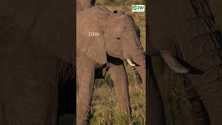 அபிமான யானை குட்டி| Baby Elephants facts #shorts #shortsvideo #elephantfacts #funfacts