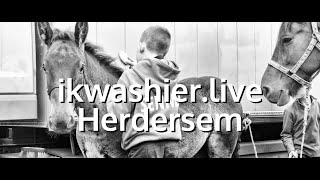 Voorbereiding Belgische Trekpaarden op Vlaams Kampioenschap - ikwashier.live op Pikkeling Herdersem