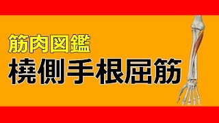 【筋肉動画図鑑】橈側手根屈筋 - 筋肉研究所