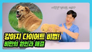 강아지 다이어트 비법! 비만이 되는 원인과 해결 방법은?