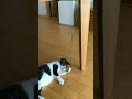 モンステラの気根を実家猫のふく君が見つけたら・・・・・