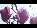 2021楓樹湖木蘭花 lily magnolias 音樂：活出愛❤️ 淡水捷運站轉搭免費市民小巴f103可直達楓樹湖