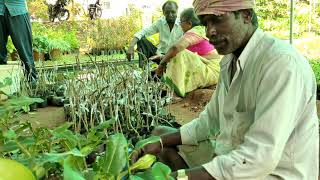 ಕಾಡು ಮರದ ಸಸಿಯಿಂದ ಸಪೋಟ ಹಣ್ಣಿನ ಗಿಡವನ್ನುಹೇಗೆ ಕಸಿ ಮಾಡುತ್ತಾರೆ ನೀವೇ ನೋಡಿ ?#horticulture#grafting#sapota