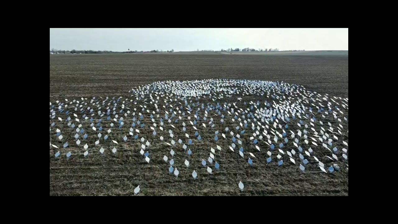 2000+- SNOW GOOSE DECOYS - YouTube