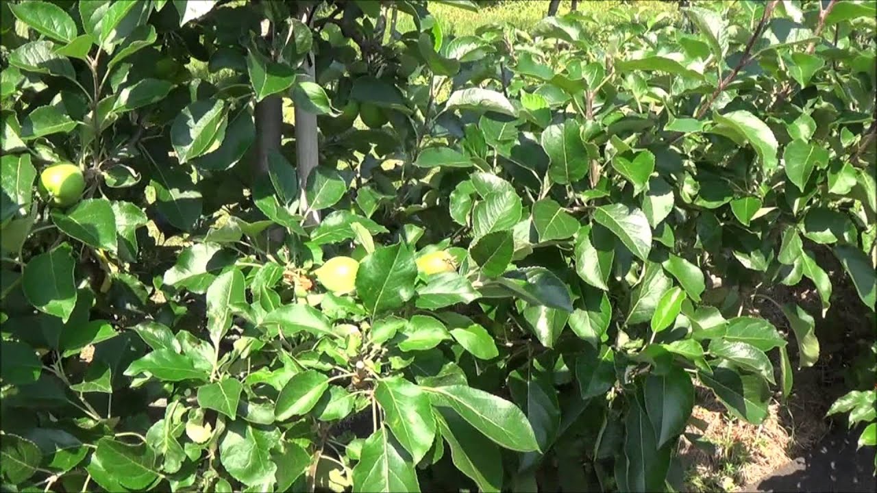 Summer Pruning Youtube