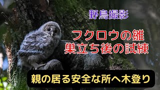 自然と野鳥を求めて　フクロウ雛巣立ち後の試練