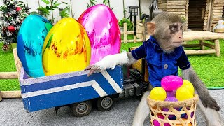 Baby monkey Bim Bim harvests COLORFUL EGGS
