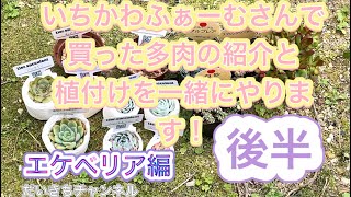 《多肉植物》いちかわふぁーむさんで買った多肉の紹介と植付けを一緒にやります！後半です。エケベリア編