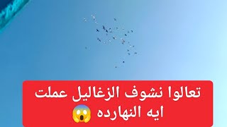 اهم خطوه 😱عملناها مع الزغاليل 🫣والله العظيم هيفوتك كتير لو ما شفتش الفيديو #العناني