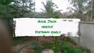 Ayur Jack V/S Vietnam Early \u0026 Tips for കദളി വാഴ തോട്ടം