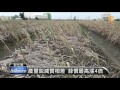 【2016.02.22】秋老虎影響生長 大蒜價格飆漲 udn tv