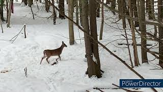 Wall Boys double deer 26dec2024