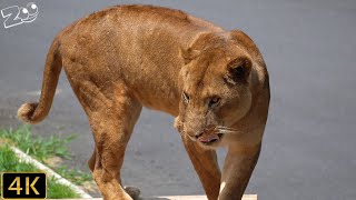 【ライオン】トワちゃんは暑くても食欲がある　多摩動物公園【Lion】Tama Zoological Park