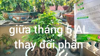 Giữa tháng 5 AL thay đổi phân tưới nuôi cành nhánh mập