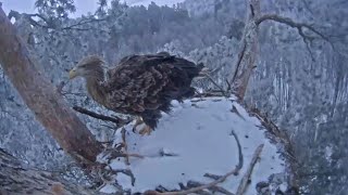 Visitor 🦅 eagles arrive to spend the night | White-tailed eagles | Feb 9, 2025