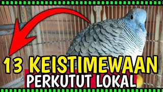 13 Keistimewaan Burung Perkutut Lokal... Tips Penting ‼️‼️