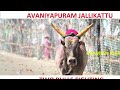 avaniyapuram jallikattu காளைகள் சண்டை போடும் காட்சி