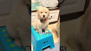 捡到这6种狗 等于捡到宝 #中华田园犬 #拉布拉多 #德国牧羊犬 #金毛 #秋田犬 #狗狗 #寵物 #狗 #dog #dogs #宠物