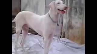 rajapalayam dog tallest and biggest in indian breed