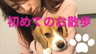 【ビーグル🐶セブ】初めてのお散歩は飛行機の下でした✈️