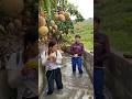 Harvesting mangoes fruit l Enjoy life #satisfying #enjoy