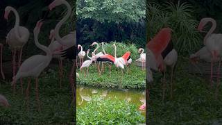 紅鶴突然集體吵架，場面十分喧鬧 flamingos quarreling #shorts #taipeizoo